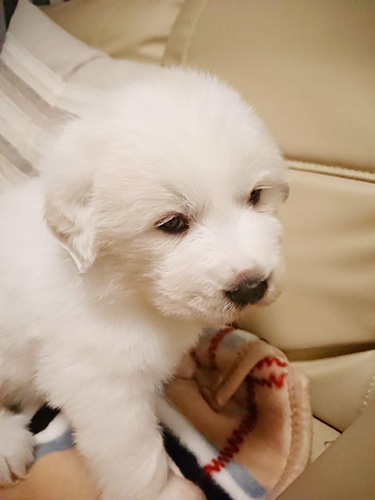 グレートピレニーズの子犬　ブリーダー 子犬専門　AngelWan 横浜