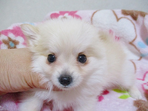 ミックスの子犬　ブリーダー 子犬専門　AngelWan 横浜