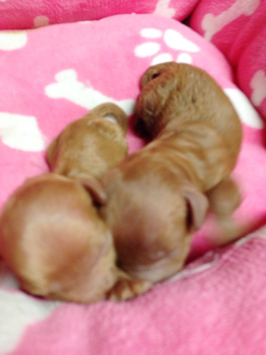 トイプードルの子犬　ブリーダー 子犬専門　AngelWan 横浜