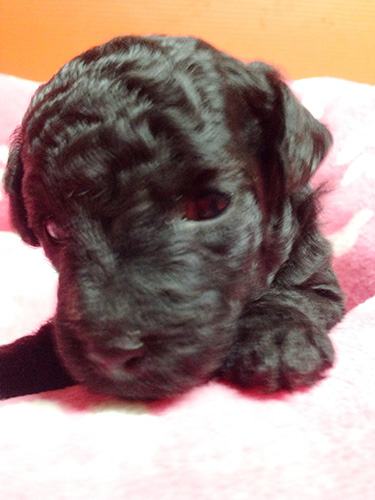 トイプードルの子犬　ブリーダー 子犬専門　AngelWan 横浜