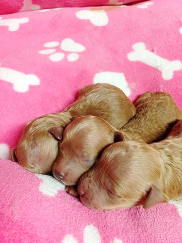 トイプードルの子犬 ブリーダー 子犬専門 AngelWan 横浜