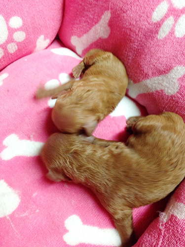 トイプードルの子犬　ブリーダー 子犬専門　AngelWan 横浜