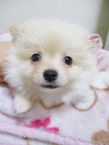 ミックスの子犬　ブリーダー 子犬専門　AngelWan 横浜