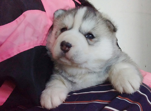 シベリアンハスキーの子犬　ブリーダー 子犬専門　AngelWan 横浜