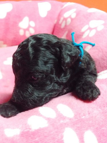 トイプードルの子犬　ブリーダー 子犬専門　AngelWan 横浜