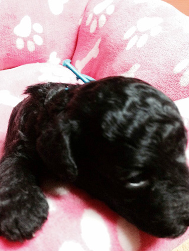 トイプードルの子犬　ブリーダー 子犬専門　AngelWan 横浜