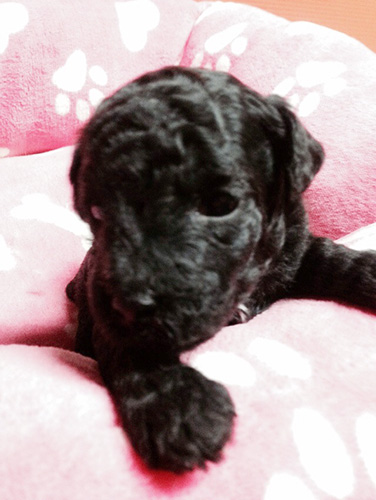 トイプードルの子犬　ブリーダー 子犬専門　AngelWan 横浜