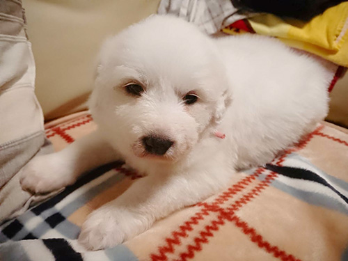 グレートピレニーズの子犬 ブリーダー 子犬専門 AngelWan 横浜