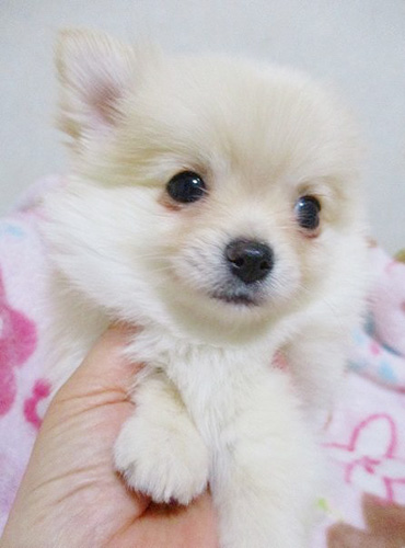 ミックスの子犬　ブリーダー 子犬専門　AngelWan 横浜