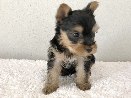 ヨークシャーテリアの子犬　ブリーダー 子犬専門　AngelWan 横浜