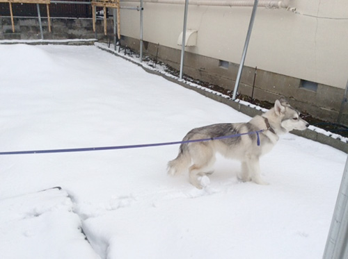 シベリアンハスキーの子犬　ブリーダー 子犬専門　AngelWan 横浜