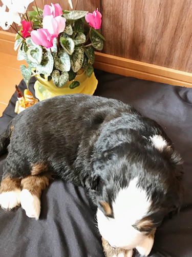 バーニーズマウンテンドッグの子犬　ブリーダー 子犬専門　AngelWan 横浜