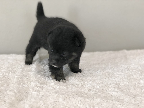 豆柴の子犬　ブリーダー 子犬専門　AngelWan 横浜