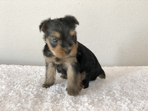 ブラッシングすると絹みたいになるの！