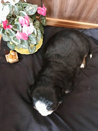 バーニーズマウンテンドッグの子犬　ブリーダー 子犬専門　AngelWan 横浜