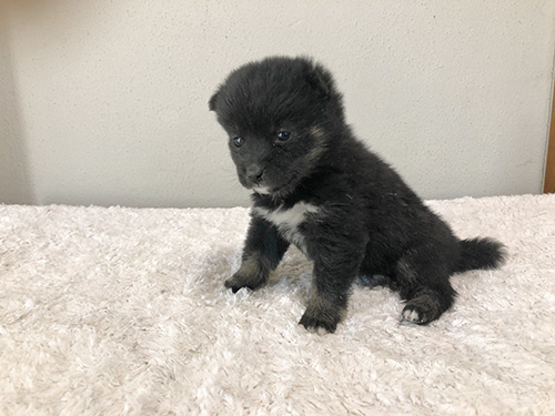 豆柴の子犬　ブリーダー 子犬専門　AngelWan 横浜