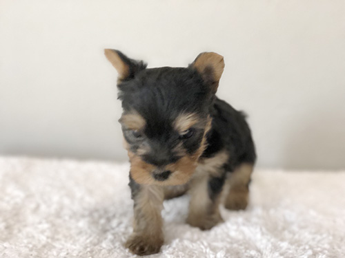 ヨークシャーテリアの子犬　ブリーダー 子犬専門　AngelWan 横浜