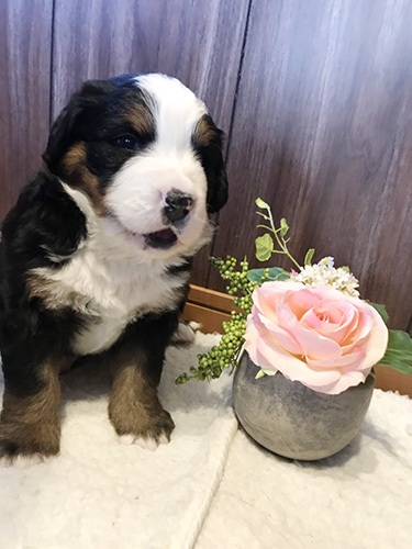 バーニーズマウンテンドッグの子犬　ブリーダー 子犬専門　AngelWan 横浜