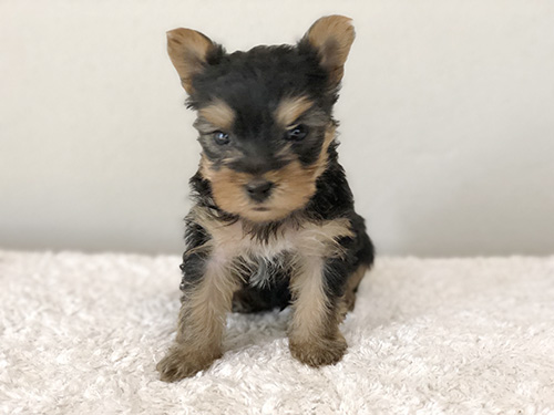 ヨークシャーテリアの子犬　ブリーダー 子犬専門　AngelWan 横浜