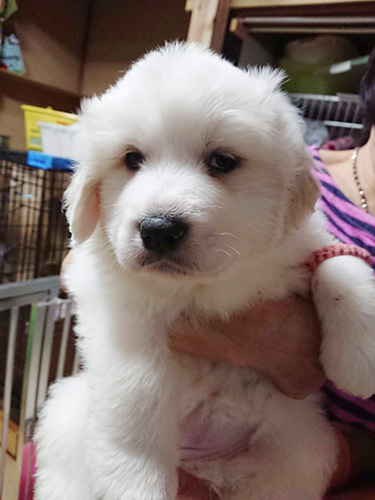 グレートピレニーズの子犬 ブリーダー 子犬専門 AngelWan 横浜