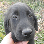 フラットコーテッドレトリバーの子犬　ブリーダー 子犬専門　AngelWan 横浜