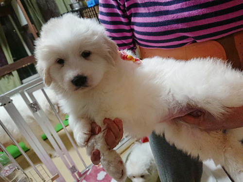 グレートピレニーズの子犬　ブリーダー 子犬専門　AngelWan 横浜