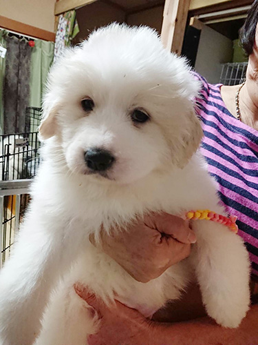 グレートピレニーズの子犬　ブリーダー 子犬専門　AngelWan 横浜