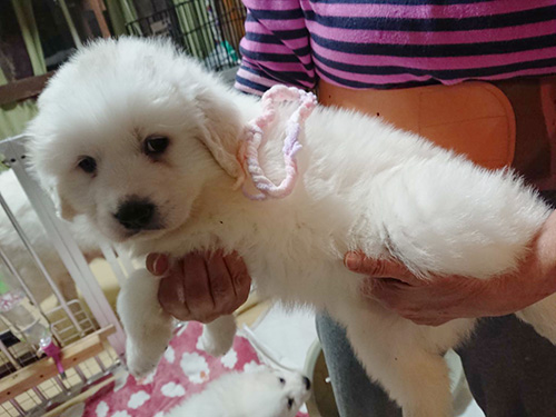 グレートピレニーズの子犬 ブリーダー 子犬専門 AngelWan 横浜