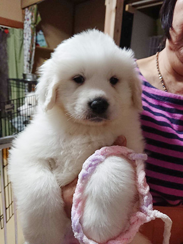 グレートピレニーズの子犬 ブリーダー 子犬専門 AngelWan 横浜