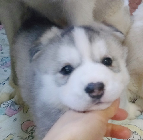 シベリアンハスキーの子犬　ブリーダー 子犬専門　AngelWan 横浜