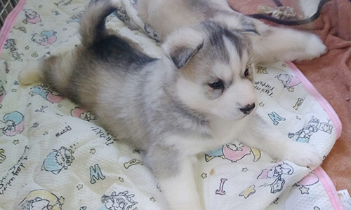 シベリアンハスキーの子犬　ブリーダー 子犬専門　AngelWan 横浜