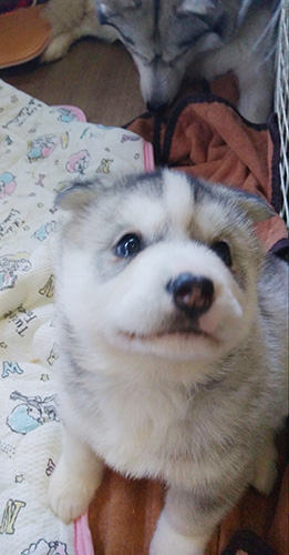シベリアンハスキーの子犬　ブリーダー 子犬専門　AngelWan 横浜