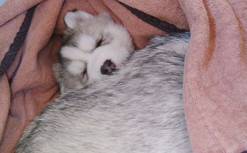 シベリアンハスキーの子犬　ブリーダー 子犬専門　AngelWan 横浜