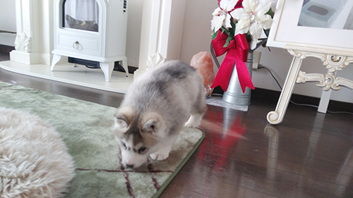 シベリアンハスキーの子犬　ブリーダー 子犬専門　AngelWan 横浜