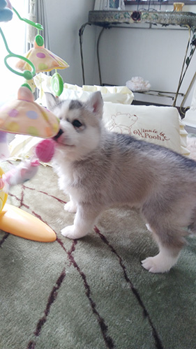 シベリアンハスキーの子犬　ブリーダー 子犬専門　AngelWan 横浜