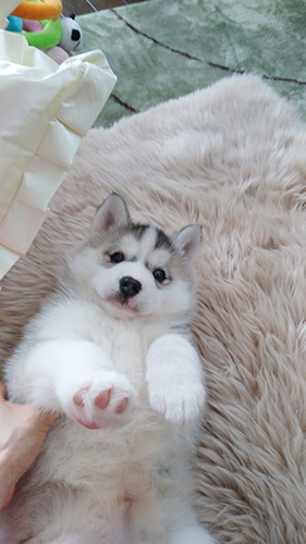 シベリアンハスキーの子犬　ブリーダー 子犬専門　AngelWan 横浜