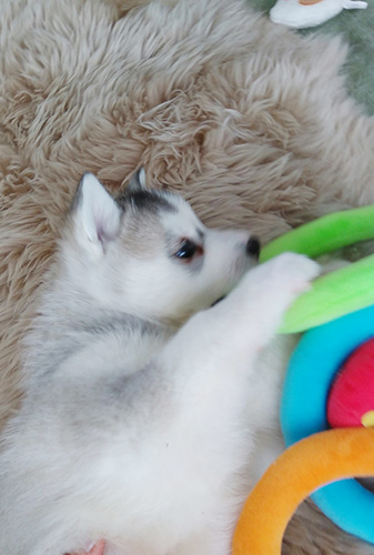 シベリアンハスキーの子犬　ブリーダー 子犬専門　AngelWan 横浜