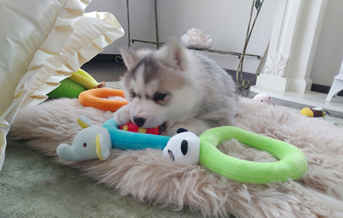 シベリアンハスキーの子犬　ブリーダー 子犬専門　AngelWan 横浜