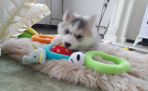シベリアンハスキーの子犬　ブリーダー 子犬専門　AngelWan 横浜