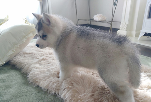シベリアンハスキーの子犬　ブリーダー 子犬専門　AngelWan 横浜