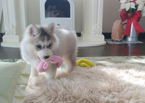 シベリアンハスキーの子犬　ブリーダー 子犬専門　AngelWan 横浜