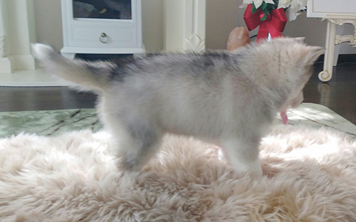 シベリアンハスキーの子犬　ブリーダー 子犬専門　AngelWan 横浜