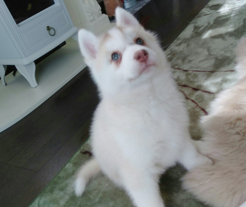 シベリアンハスキーの子犬　ブリーダー 子犬専門　AngelWan 横浜