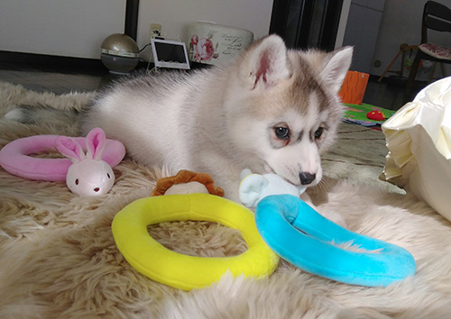 シベリアンハスキーの子犬　ブリーダー 子犬専門　AngelWan 横浜
