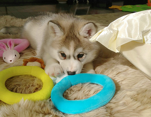 シベリアンハスキーの子犬　ブリーダー 子犬専門　AngelWan 横浜