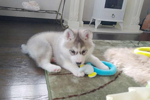 シベリアンハスキーの子犬　ブリーダー 子犬専門　AngelWan 横浜