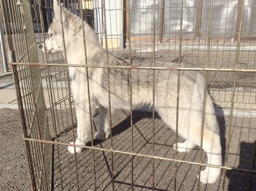 シベリアンハスキーの子犬　ブリーダー 子犬専門　AngelWan 横浜