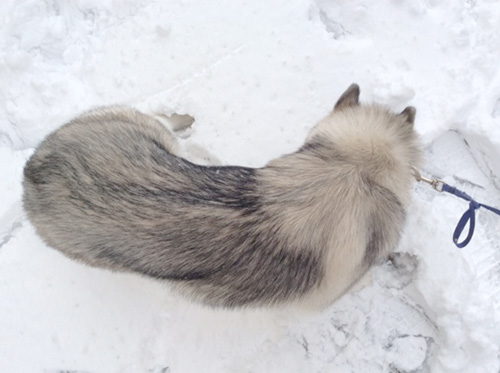 シベリアンハスキーの子犬　ブリーダー 子犬専門　AngelWan 横浜