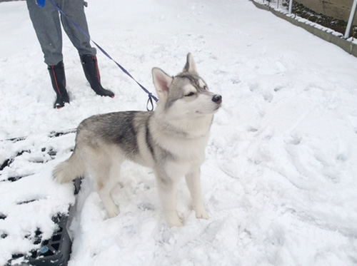 シベリアンハスキーの子犬　ブリーダー 子犬専門　AngelWan 横浜