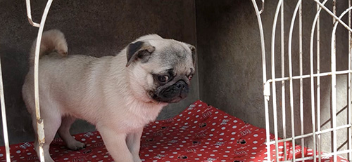 パグの子犬　ブリーダー 子犬専門　AngelWan 横浜